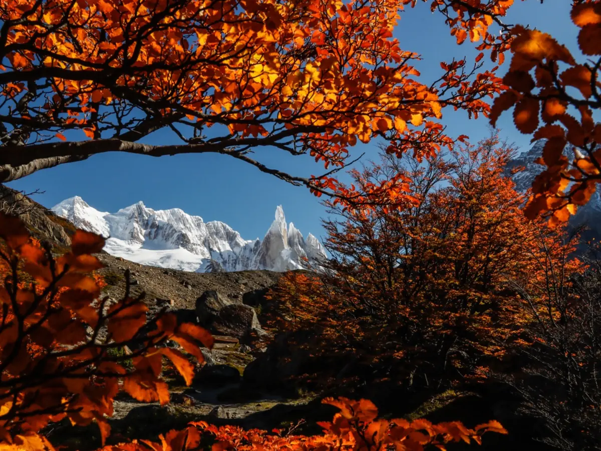 Autumn lenga forest and Cerro Torre near El Chaltén