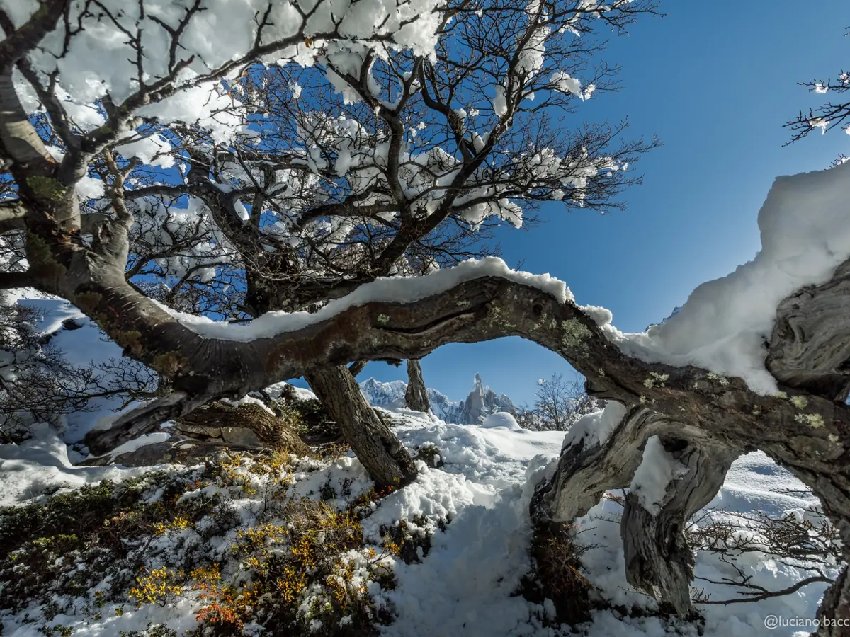 Snow-covered forest with Cerro Torre in the distance near El Chaltén